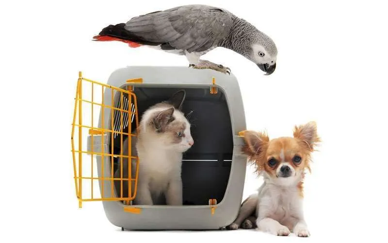 Live Animals